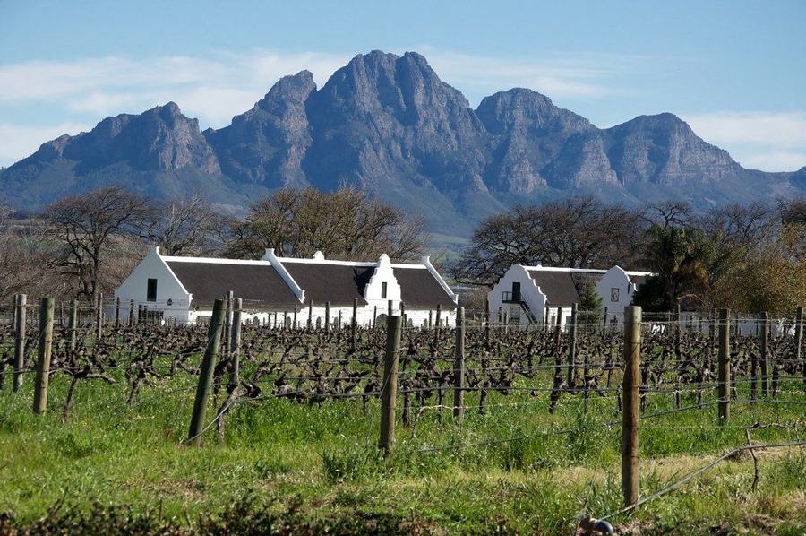 Vineyard scenery on a Cape Noir wine tour